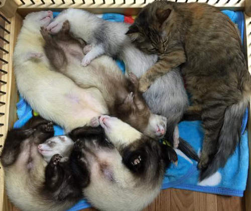 《自以為是雪貂的貓咪》人家只是長比較大隻而已(誤) 《自以為是雪貂的貓咪》人家只是長比較大隻而已(誤)