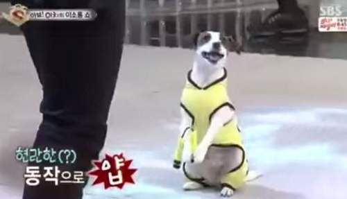 《身懷50項技能的汪星人》當中最厲害的就是模仿李小龍(喝打~) 《身懷50項技能的汪星人》當中最厲害的就是模仿李小龍(喝打~)