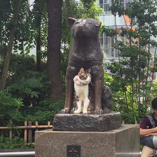 澀谷《陪著忠犬八公的貓》這畫面太溫馨啦～