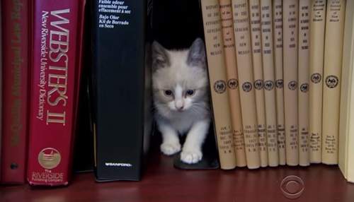 《貓咪圖書館》本館只借貓不借書唷 《貓咪圖書館》本館只借貓不借書唷