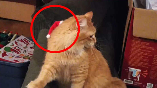 《貓咪的聖誕帽》什麼東西在我頭上?什麼(猛甩) 《貓咪的聖誕帽》什麼東西在我頭上?什麼(猛甩)