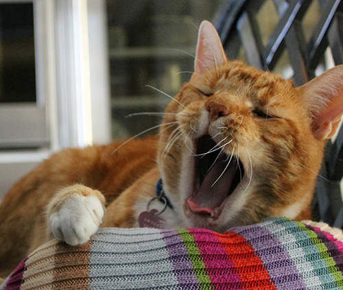 《舊毛衣DIY寵物床》最愛躺貓奴衣服的貓大人快來躺吧（奉上）