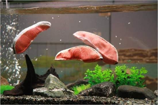 《會游泳的鮭魚切片》這是水族館的最新魚種嗎！？
