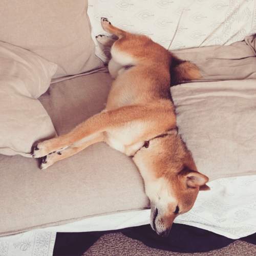 《睡癡才懂的事》民以睡為天別吵我（蓋被）