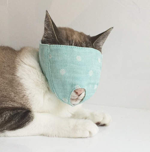 《貓咪套頭面具》幫貓剪指甲時的馴貓利器…真的不是內褲套頭？