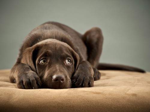 《狗狗反省中》可憐兮兮的反省模樣也太犯規了吧（心軟）