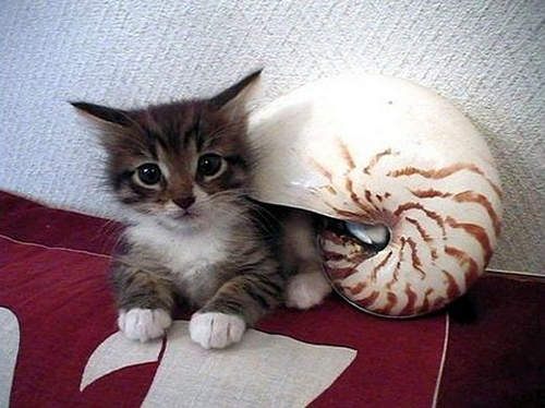 《寄居貓》貓奴界流行玩法 其實只是捕捉到貓咪了吧(笑) 《寄居貓》貓奴界流行玩法 其實只是捕捉到貓咪了吧(笑)