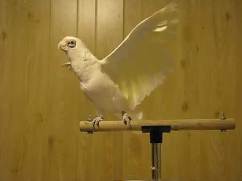 《超有事鸚鵡》鸚鵡除了會跳舞之外還會演戲啊XD