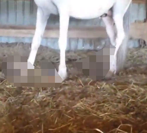 好可怕系列《閱覽注意：原來馬的指甲可以長成這樣》有夠傻眼...