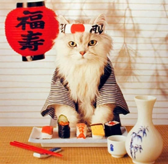 《老外的壽司教學》請從用筷子開始學習 《老外的壽司教學》請從用筷子開始學習