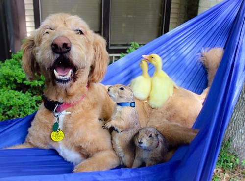 世界級治癒《動物家族》果然是動物一家親啊