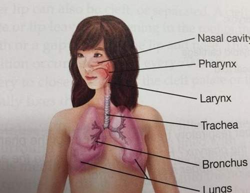 《亂入教材的明星》是日有所思夜有所夢嗎？