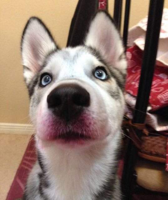 《偷擦口紅的寵物們》想變漂亮就直說嘛何必這樣...