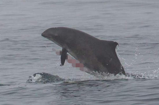 動物生殖器標籤《#JunkOff》外國生物學家的流行好奇妙啊...