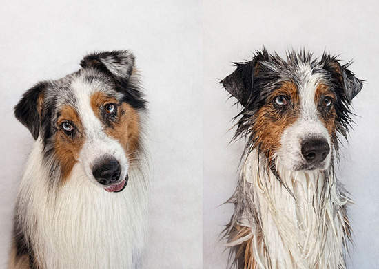 《狗狗洗澡前&洗澡後》怎麼表情差這麼多？
