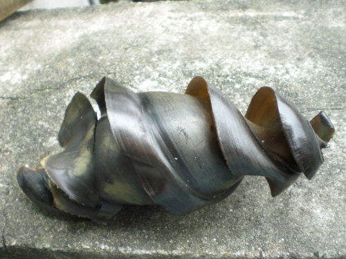 《奇形鲨鱼卵》宽纹虎鲨的卵竟然是这种形状!