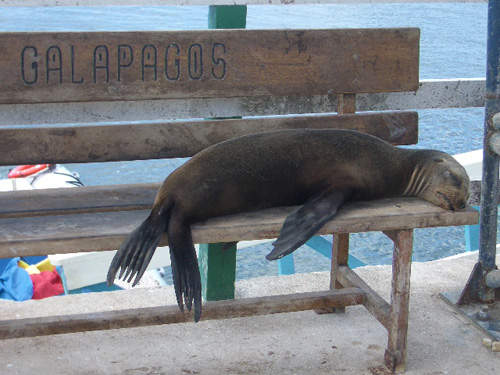 《長椅上的海獅們》這是我的床～好好睡喔～