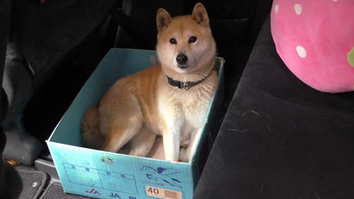 《狗狗窩箱子實驗》箱子越來越小了~怎麼窩呢（困惑臉）