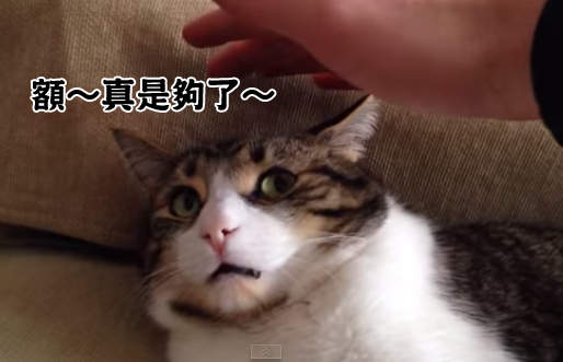 《貓對貓奴的看法》嗯~不就是一隻大貓喵? 《貓對貓奴的看法》嗯~不就是一隻大貓喵?
