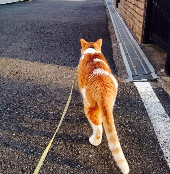 《愛散步的貓咪》散步可不只是狗狗的專利唷～