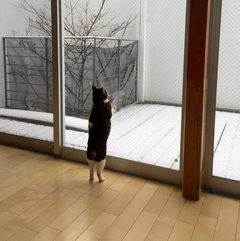 《想要出去玩雪的貓咪》美好的雪景只存在於室內裡www