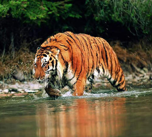 好可怕系列《6個動物園猛獸脫逃事件》不要過來啊（抖）