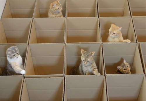 《貓咪紙箱迷宮》一貓一格剛剛好唷(躍) 《貓咪紙箱迷宮》一貓一格剛剛好唷(躍)