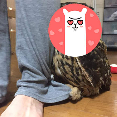 《害羞的貓頭鷹》躲在腳後還抓著褲角是想萌死誰XD