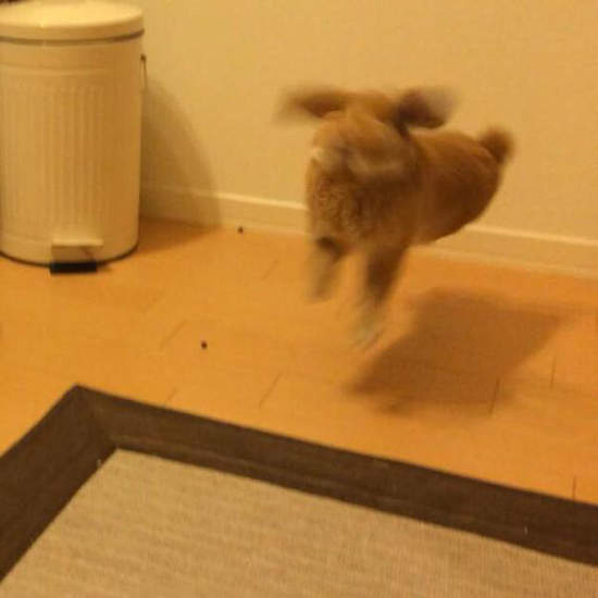 《兔子舞》你家兔寶貝今天也暴衝甩尾了嗎(模糊) 《兔子舞》你家兔寶貝今天也暴衝甩尾了嗎(模糊)