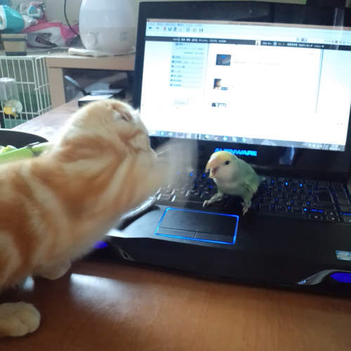 《鸚鵡與貓咪》意外感情超好的...ㄜ感情應該是不錯的吧（動搖）