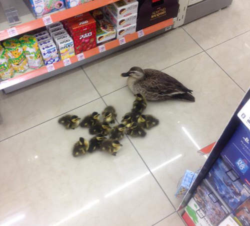 《鴨鴨母子出沒》便利商店的可愛稀客♥ 《鴨鴨母子出沒》便利商店的可愛稀客♥