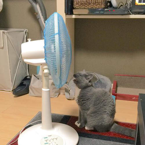 夏天定番笨行為《對著電風扇「啊~」》原來連毛小孩們也會www 夏天定番笨行為《對著電風扇「啊~」》原來連毛小孩們也會www