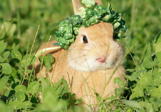 《超萌兔子顏藝》揉一揉就變臉給你看 (・ × ・) 《超萌兔子顏藝》揉一揉就變臉給你看 (・ × ・)