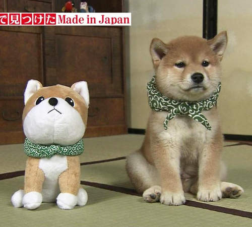 《柴犬+領巾》破壞力驚人的組合 你有辦法招架嗎(。✪0✪。) 《柴犬+領巾》破壞力驚人的組合 你有辦法招架嗎(。✪0✪。)