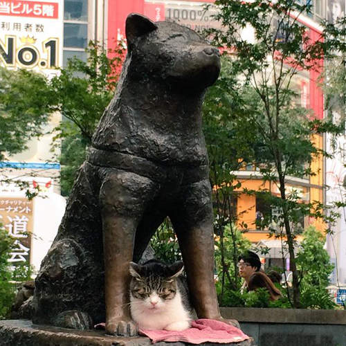 涉谷《忠犬八公下的貓咪》又再次牽扯出動物虐待問題 涉谷《忠犬八公下的貓咪》又再次牽扯出動物虐待問題