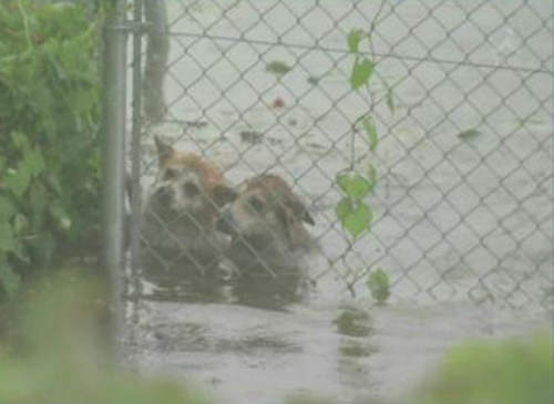 《日本鬼怒川水災》兩隻狗被洪水沖走的下場是…… 《日本鬼怒川水災》兩隻狗被洪水沖走的下場是……