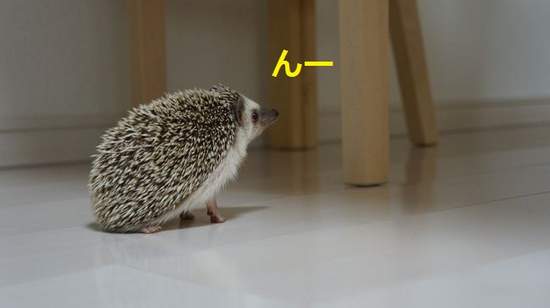 《家中散步》小型動物專屬的可愛安全散步行程