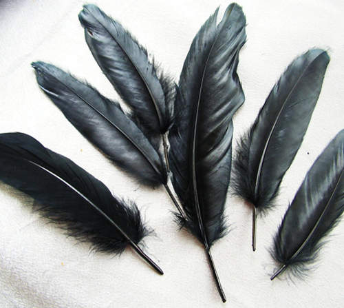 《都市傳傳說》無法擺脫的黑色羽毛