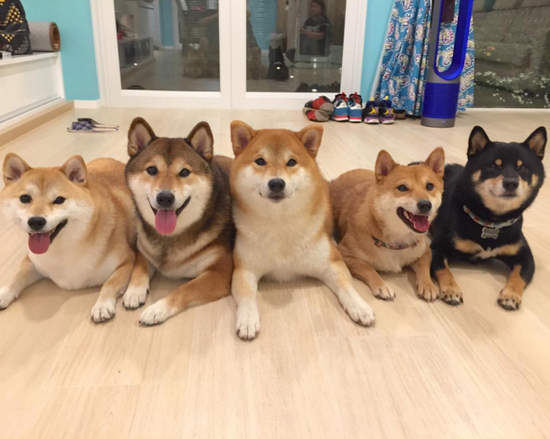 《柴犬的魅力》柴柴的我行我素就是最大萌點♡ 《柴犬的魅力》柴柴的我行我素就是最大萌點♡