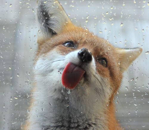 超可愛《動物舔玻璃瞬間》好吃嗎？讓我來舔舔看先～：P