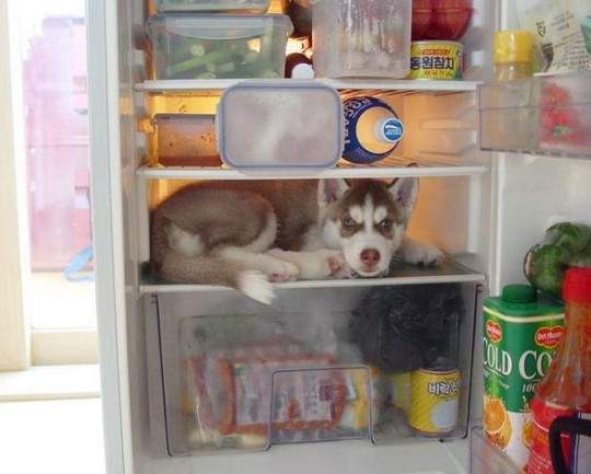 《別把這11種食物放進冰箱》當然更不可以把寵物放進去 《別把這11種食物放進冰箱》當然更不可以把寵物放進去