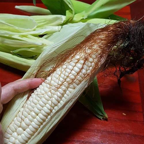 《玉米鬚的真正功用》玉米鬚不拿來煮那能做啥? 《玉米鬚的真正功用》玉米鬚不拿來煮那能做啥?