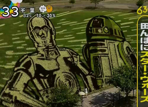 暑假好去處《星際大戰稻田彩繪》種出來的米有原力加持嗎? 暑假好去處《星際大戰稻田彩繪》種出來的米有原力加持嗎?