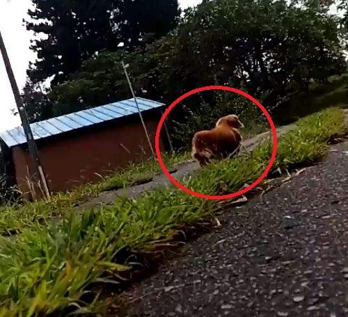 推特話題《主人倒地後的狗狗反應》孩子你怎麼就這樣拋下我惹( ´•̥̥̥ω•̥̥̥` )