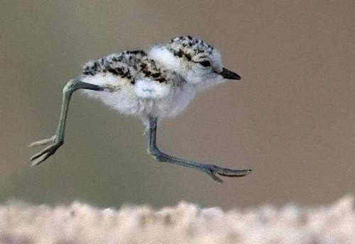 超可愛《東方環頸鴴》小寶寶　一團棉花插兩根樹枝腿www