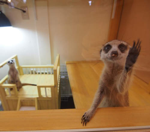 日本《狐獴咖啡廳》不同於貓貓狗狗的全新療癒空間♥