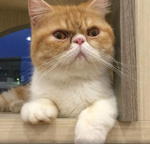 《印尼貓咖啡店》一邊飲嘎逼還可以跟貓玩也太療癒惹 《印尼貓咖啡店》一邊飲嘎逼還可以跟貓玩也太療癒惹