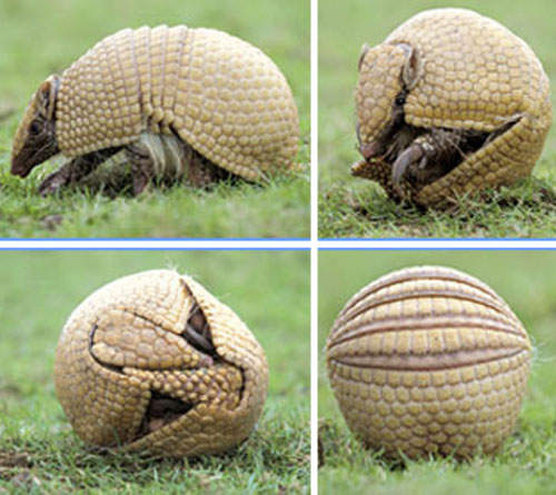 都市傳傳說《犰狳的殼有多硬》硬到新聞爆出不可思議的事... 都市傳傳說《犰狳的殼有多硬》硬到新聞爆出不可思議的事...