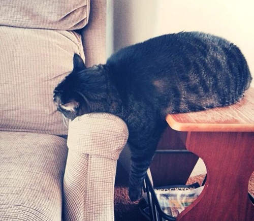 《懶到無以復加的貓》看著看著幹勁都沒了（軟爛）