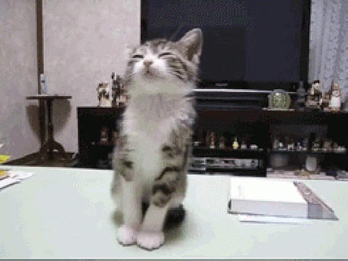 《小動物打瞌睡》萬惡星期一又來了～